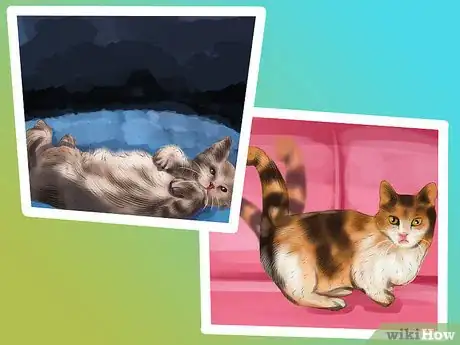 Imagen titulada Care for a Munchkin Cat Step 9