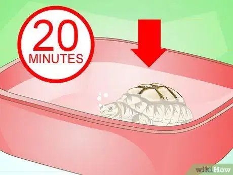 Imagen titulada Bathe a Turtle Step 13