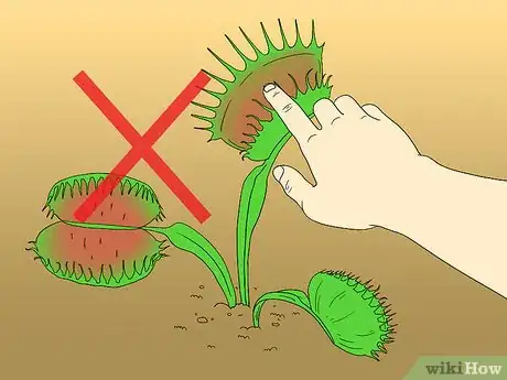 Imagen titulada Care for Venus Fly Traps Step 24