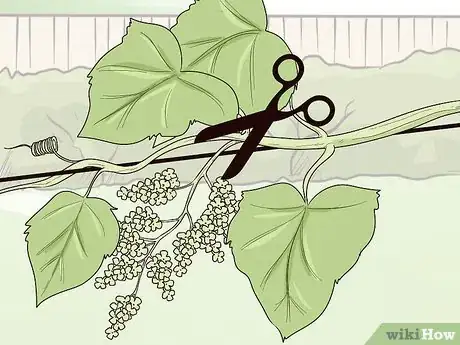 Imagen titulada Prune Vines Step 11