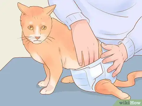 Imagen titulada Help a Cat That Is Dragging Its Rear Legs Step 10