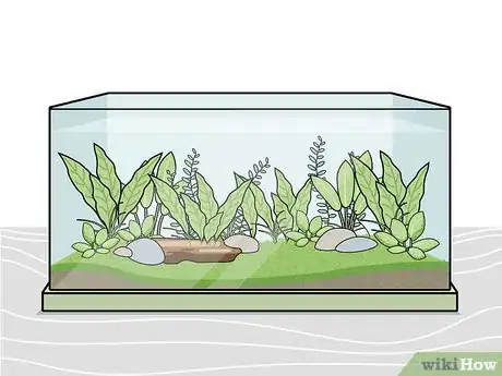 Imagen titulada Grow Freshwater Aquarium Plants Step 5