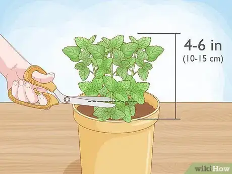 Imagen titulada Grow Mint in a Pot Step 7