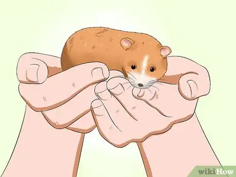 Imagen titulada Make Your Hamster Trust You Step 9