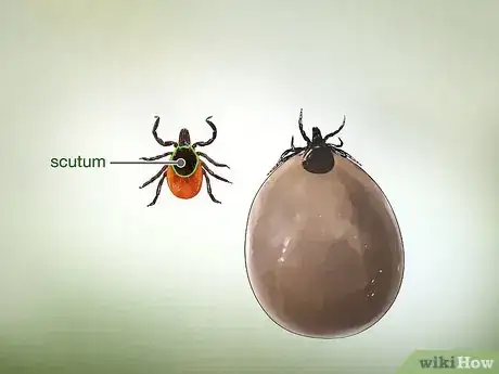 Imagen titulada Identify a Deer Tick Step 3