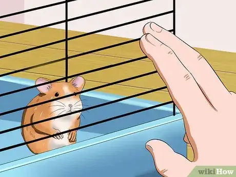 Imagen titulada Make Your Hamster Trust You Step 6