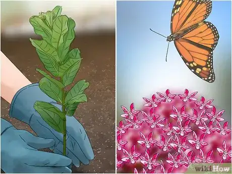 Imagen titulada Catch and Raise Monarch Caterpillars Step 1