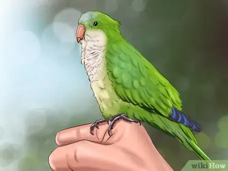 Imagen titulada Take Care of a Quaker Parrot Step 1