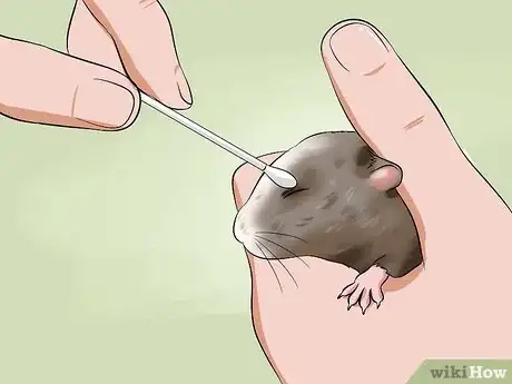 Imagen titulada Help a Hamster With Sticky Eye Step 6