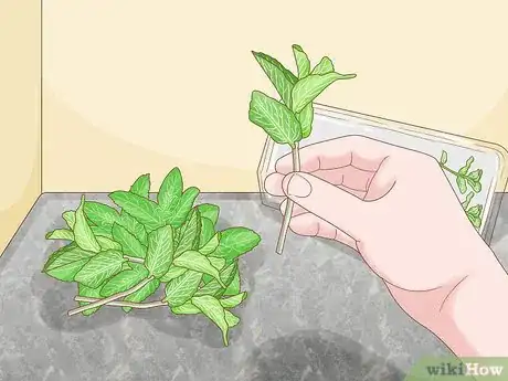 Imagen titulada Grow Mint in a Pot Step 8