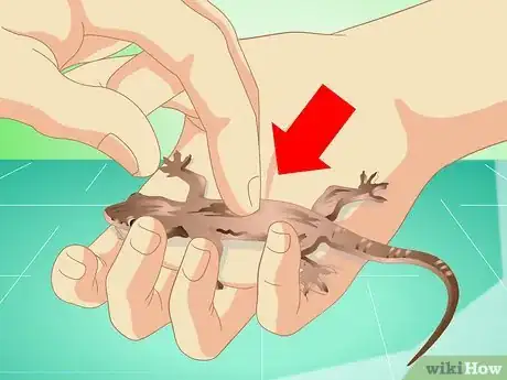 Imagen titulada Catch a Common House Lizard and Keep It As a Pet Step 10