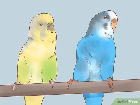 Imagen titulada Take Care of a Parakeet Step 4