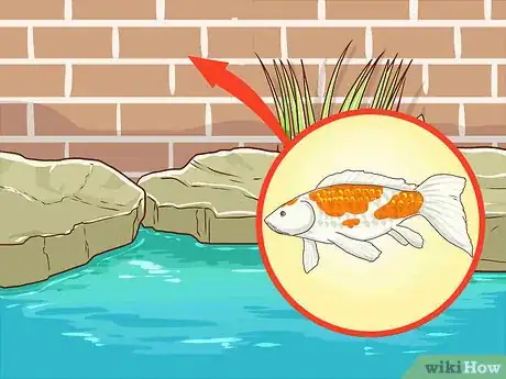 Imagen titulada Clean a Koi Pond Step 9