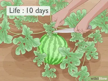 Imagen titulada Grow Watermelons Step 11