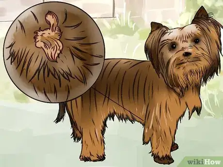 Imagen titulada Groom a Yorkshire Terrier Step 3