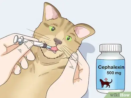 Imagen titulada Treat Feline Acne Step 13