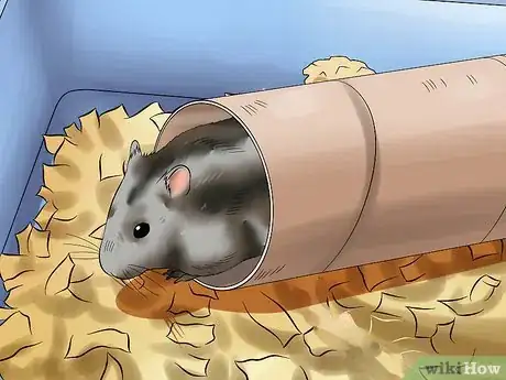 Imagen titulada Care for a Russian Dwarf Hamster Step 12