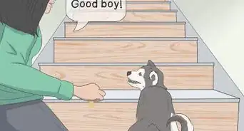 enseñar a un perro asustado para que suba y baje las escaleras