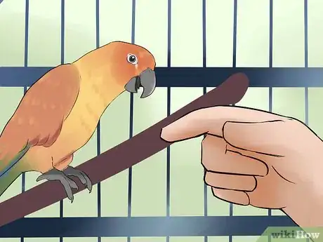 Imagen titulada Teach a Conure to Talk Step 3