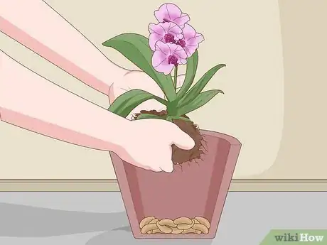 Imagen titulada Plant Orchids in a Pot Step 6