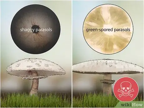 Imagen titulada Identify Poisonous Mushrooms Step 10