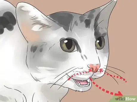 Imagen titulada Help Your Cat Breathe Easier Step 5