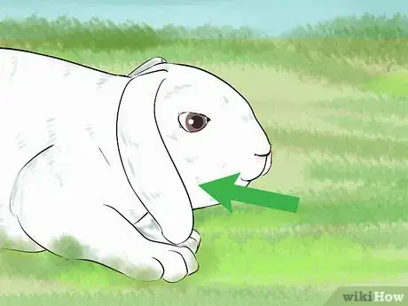 Imagen titulada Catch a Pet Rabbit Step 22