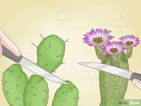 Imagen titulada Prune Succulents Step 12