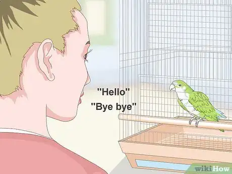 Imagen titulada Teach a Quaker Parrot to Speak Step 1