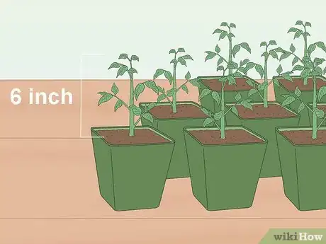 Imagen titulada Grow Tomatoes from Seeds Step 17