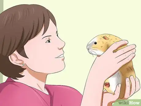 Imagen titulada Get Your Guinea Pig to Trust You Step 12