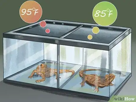 Imagen titulada Care for a Sick Bearded Dragon Step 1