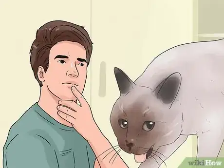 Imagen titulada Stop a Cat from Biting and Scratching Step 16