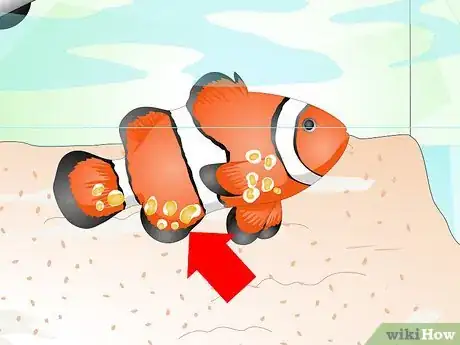 Imagen titulada Tell if Your Fish Is Sick Step 10