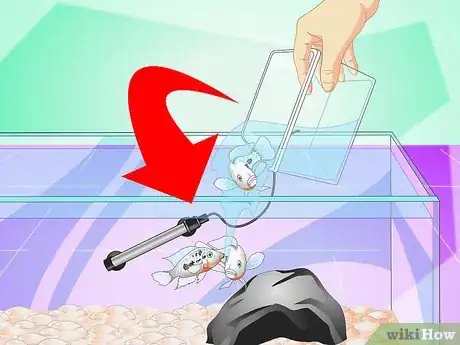 Imagen titulada Set up a Cichlid Tank Step 15