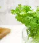 mantener el cilantro fresco