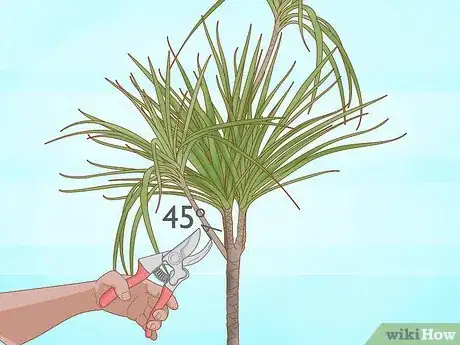 Imagen titulada Prune Dracaena Step 10