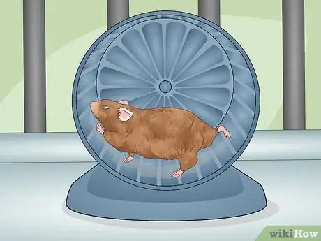 Imagen titulada Tell if a Dwarf Hamster Is Obese Step 13