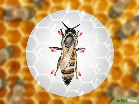 Imagen titulada Identify a Queen Bee Step 3