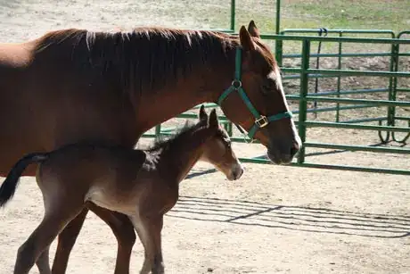 Imagen titulada Baby horse!