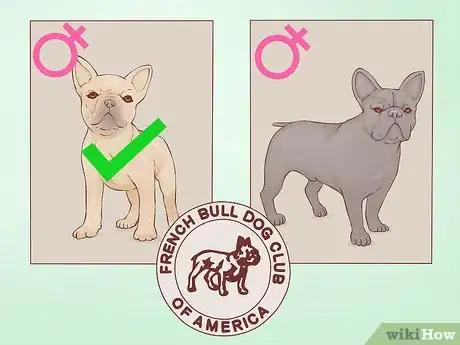 Imagen titulada Be a Responsible Breeder of French Bulldog Puppies Step 1