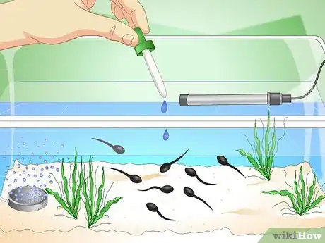 Imagen titulada Care for Common Frog Tadpoles Step 10