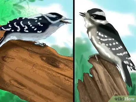 Imagen titulada Tell the Difference Between Downy and Hairy Woodpeckers Step 4