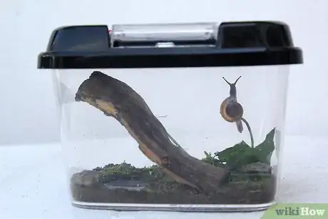 Imagen titulada Keep a Pet Snail Step 6