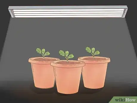 Imagen titulada Grow Kale Indoors Step 10