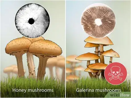 Imagen titulada Identify Poisonous Mushrooms Step 12