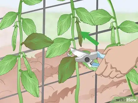 Imagen titulada Grow Sugar Snap Peas Step 12