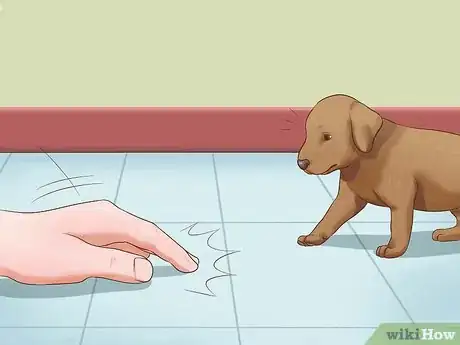 Imagen titulada Train a Deaf Puppy Step 1