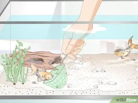 Imagen titulada Lower Ammonia Levels in a Fish Tank if They Are Not Very High Step 2