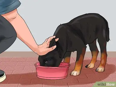 Imagen titulada Train a German Shepherd Step 5